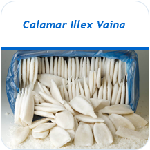 Calamar Illex vaina congelado